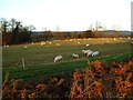 Sheep by footpath east of Chiddingfold