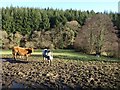 Muddy field in the Liverton Brook valley