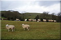 Sheep near Waen