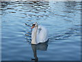 Swan in the Lake, Barking