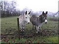 A pair of donkeys, Cloghfin