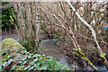 Looking up Venn Stream from a bridge in the woods at Duckslake