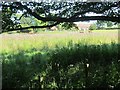 Thistles, Middlemoor