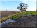 Farmland near the Park in Enderby