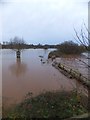 SX9390 : River Exe in flood by David Smith