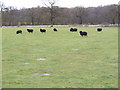 TM3667 : Hebridean Sheep at Corner Farm by Geographer