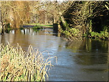 TL3852 : Harlton village pond by David Purchase