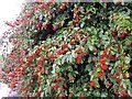 Cotoneaster, Barn Lane, Newtown