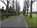 The avenue, in Lurgan Park