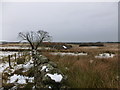 NT1964 : Drystane dyke and rowan tree at Craigentarrie by Alan O'Dowd
