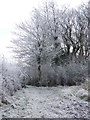 Frosty Trees And Hedge