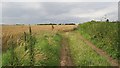 Wheat field by Detton