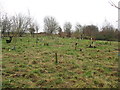 Prestwold Natural Burial Ground