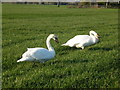 Two Swans In Pasture