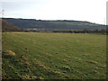 Grazing, Bruntcliffe Farm