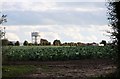 Cabbages by the water tower