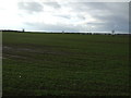 Farmland, Cow Hill