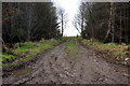 Muddy track through the Five Shilling Wood