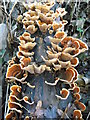 Fungi on dead branch, Grove Park Wood