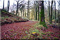 Path through Ramshaw Wood