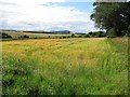 Barley, Boggierow