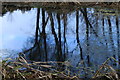 Reflections in the Pond at Lochore Meadows