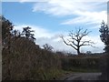 Dead tree in field west of Upottery