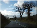 Bare trees by A30 near Aplins Farm