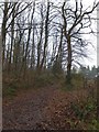 Track along the edge of Road Copse