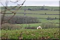 Mid Devon : Grassy Field & Sheep