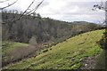 Mid Devon : Grassy Hillside