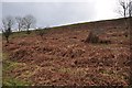 Mid Devon : Grassy Hillside