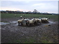 Sheep near Newsham Hall