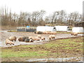 Pig Farm off Old Tree Lane, Boughton Monchelsea