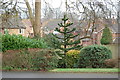 Monkey Puzzle Tree on Old Roar Road, St Leonards