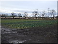 Vegetable field, Foxes Farm Shop