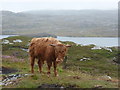 Grosebay: cow by the roadside