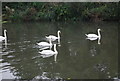 Swans, River Lea