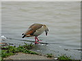 Egyptian Goose on Abberton Reservoir