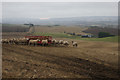 Sheep above Linksholm, Rattray