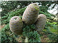 TL7604 : Three Cedar Cones by Lewis Potter