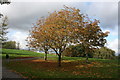 Autumn colours, Beckton Park