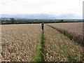 Walking on field path, S of the Row, Bodenham Bank near Much Marcle