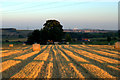 Harvest Time at Kirkness