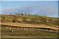 Sheep near Linksholm, Rattray