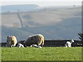 Ewes and lambs near Tynyreithin Hall Farm