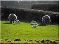 Ewes and lambs near Tynyreithin Hall Farm