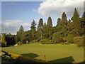 Redwoods at Gregynog Hall