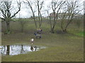 Horses at Windy Ridge