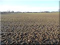 Greening field north of Elm Farm, Hungate